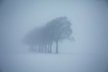 Trübe Winterlandschaft mit Baumreihe und Hochsitz - ANHF00131