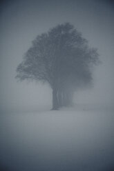 Hazy winter landscape with row of trees and raised hide - ANHF00132