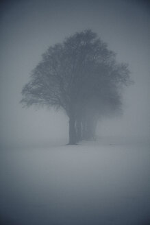 Trübe Winterlandschaft mit Baumreihe und Hochsitz - ANHF00132