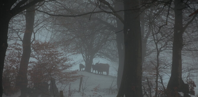 Silhouettes of Highland cattles under trees in winter, Germany - ANHF00133