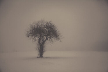 Einzelner Baum in Winterlandschaft - ANHF00137