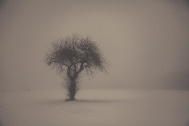 Single tree in winter landscape - ANHF00137