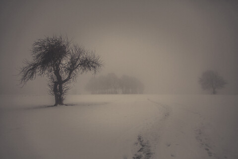 Winterlandschaft mit kahlen Bäumen, lizenzfreies Stockfoto