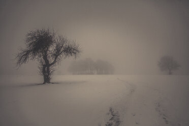 Winterlandschaft mit kahlen Bäumen - ANHF00138