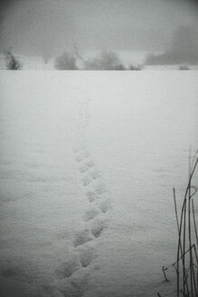 Animal tracks in snow - ANHF00139