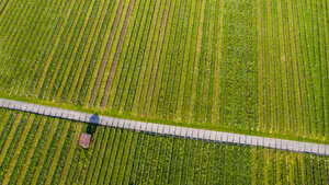 Aerial view over vineyards at Kappelberg in spring, Fellbach, Germany - STSF02020