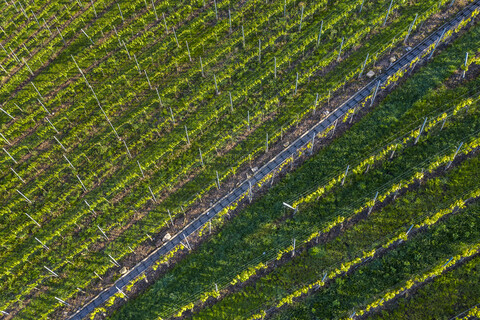 Luftaufnahme der Weinberge am Kappelberg im Frühling, Fellbach, Deutschland, lizenzfreies Stockfoto