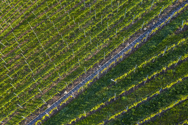 Luftaufnahme der Weinberge am Kappelberg im Frühling, Fellbach, Deutschland - STSF02022