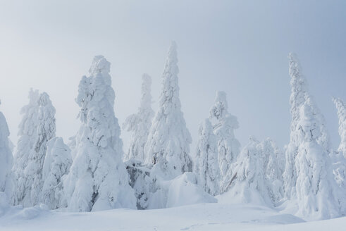 Schneebedeckte Tannenbäume, Arbermandel, Erzgebirge, Deutschland - MJF02355