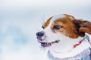 Porträt eines kleinen Hundes im Winter - MJF02360