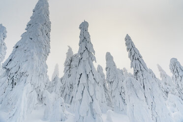 Snow-covered fir trees, Arbermandel, Ore Mountains, Germany - MJF02363