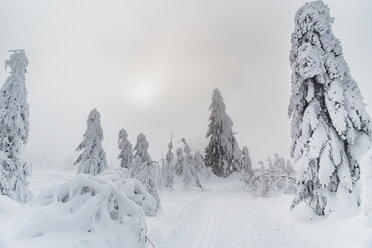 Snow-covered fir trees, Arbermandel, Ore Mountains, Germany - MJF02365