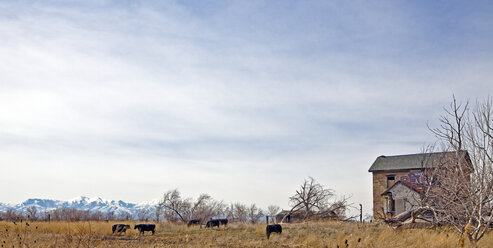 Weidende Rinder auf einem Feld - MINF11083