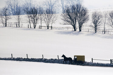 Amish Pferd und Buggy in verschneiter Landschaft - MINF11208