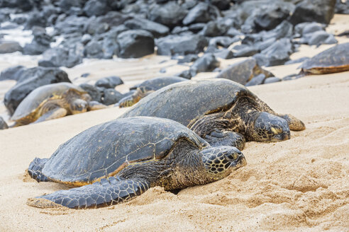 Zwei Grüne Meeresschildkröten am Strand, Ho'okipa Beach Park, Hawaii, USA - FOF10853