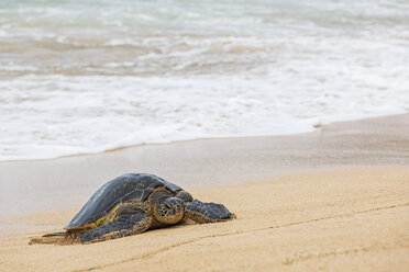 Grüne Meeresschildkröte am Meeresufer, Ho'okipa Beach Park, Hawaii, USA - FOF10854