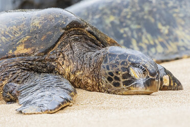 Porträt einer Grünen Meeresschildkröte am Strand, Ho'okipa Beach Park, Hawaii, USA - FOF10857