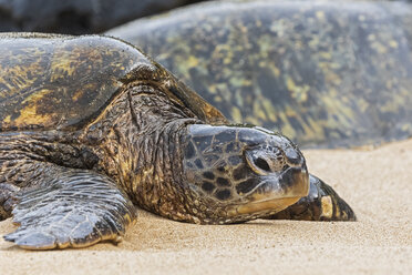 Porträt einer Grünen Meeresschildkröte am Strand, Ho'okipa Beach Park, Hawaii, USA - FOF10858