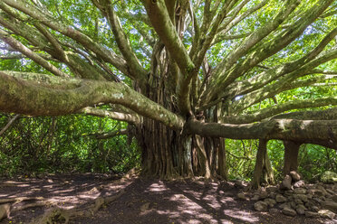 Banyan Tree, Pipiwai Trail, Haleakala-Nationalpark, Maui, Hawaii, USA - FOF10872