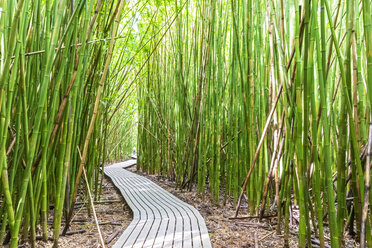 Bamboo forest, Pipiwai Trail, Haleakala National Park, Maui, Hawaii, USA - FOF10873