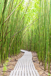 Bamboo forest, Pipiwai Trail, Haleakala National Park, Maui, Hawaii, USA - FOF10874