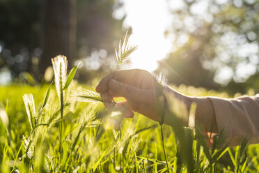 Hand mit Gras gegen die Sonne - AFVF03175