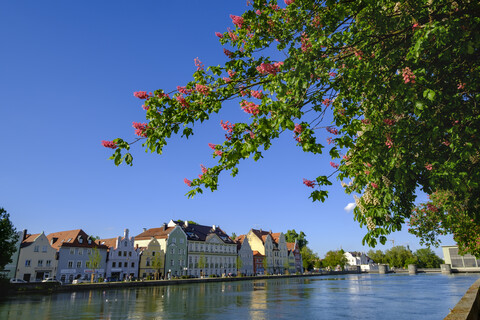 Blühender Kastanienbaum, Blick auf die Mühleninsel, Isar, Landshut, Bayern, Deutschland, lizenzfreies Stockfoto