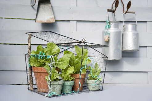 Blattsalat wächst in Blumentöpfen auf dem Balkon - GISF00425