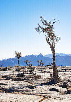 Oman, Verwaltungsbezirk Ad Dakhiliyah, Ghaf-Bäume, Prosopis cineraria - WWF05076