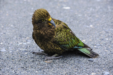 Juvenile Kea in der Nähe von Fox Glacier, Südinsel, Neuseeland - RUNF02489