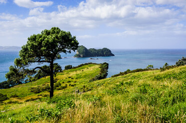 Grass meadow above Cathedral Cove, Coromandel, North Island, New Zealand - RUNF02496