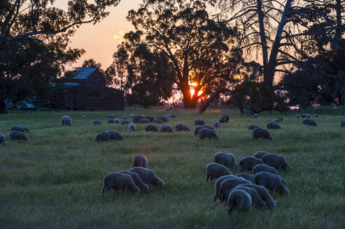 Schafe beim Weiden auf den Feldern bei Sonnenuntergang, Grampians National Park, Victoria, Australien - RUNF02505