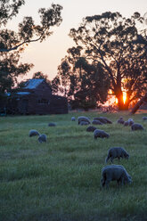 Schafe beim Weiden auf den Feldern bei Sonnenuntergang, Grampians National Park, Victoria, Australien - RUNF02506