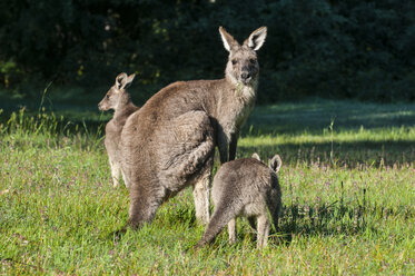 Kängurus im Grampians-Nationalpark, Victoria, Australien - RUNF02510