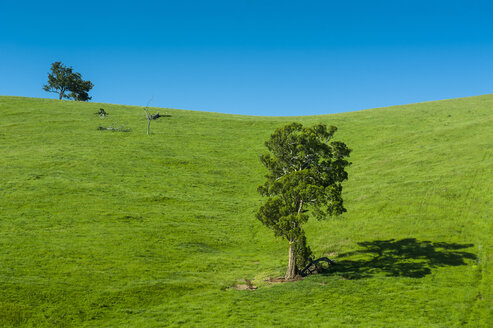 Wiese mit Bäumen in der Nähe des Wilsons Promontory National Park, Victoria, Australien - RUNF02516