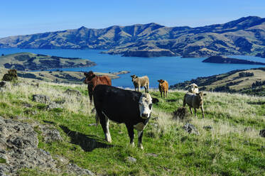 Weidende Kühe oberhalb des Hafens von Akaroa, Banks Peninsula, Südinsel, Neuseeland - RUNF02574