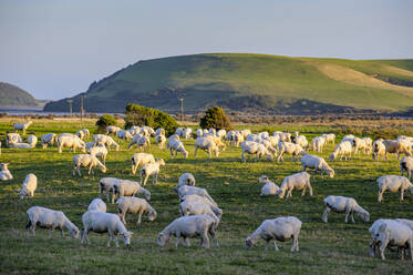 Sheeps grazing in the green fields of the Catlins, South Island, New Zealand - RUNF02583