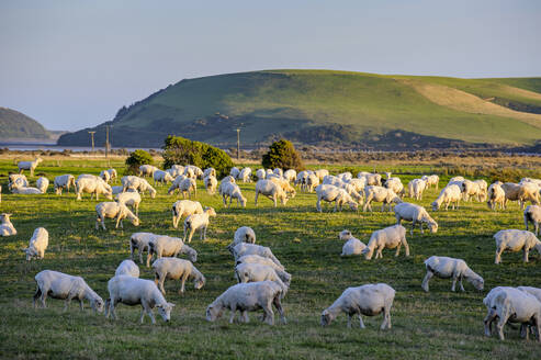 Schafe grasen auf den grünen Feldern der Catlins, Südinsel, Neuseeland - RUNF02583