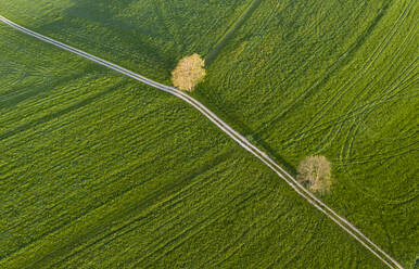 Aerial view over meadow with dirt track and trees, Holzhausen, Bavaria, Germany - LHF00648