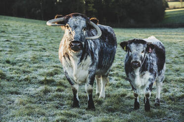 Englische Longhorn-Kuh und Kalb auf einer Weide. - MINF11269