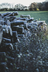 Close up of stack of wooden logs on a farm pasture. - MINF11270
