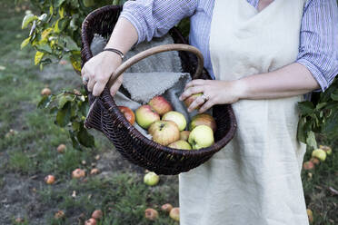 Nahaufnahme einer Person mit Schürze, die einen braunen Weidenkorb mit frisch gepflückten Äpfeln hält. - MINF11319