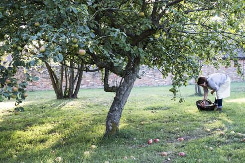 Frau mit Schürze, die einen braunen Weidenkorb hält und Äpfel vom Boden aufhebt. - MINF11320