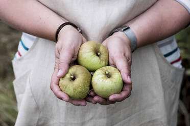Close up of person holding three green apples. - MINF11324