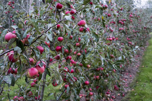 Apfelbäume in einem Bio-Obstgarten im Herbst, rote Früchte an den Ästen der Spalierobstbäume. - MINF11375