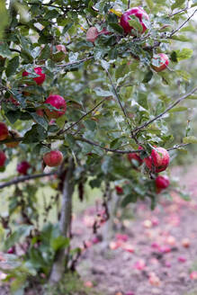 Apfelbäume in einem Bio-Obstgarten im Herbst, rote Früchte an den Ästen der Spalierobstbäume. - MINF11376