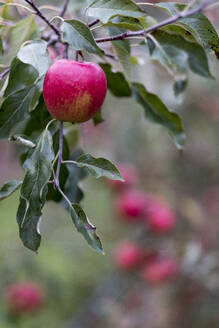 Apfelbäume in einem Bio-Obstgarten im Herbst, rote Früchte an den Ästen der Spalierobstbäume. - MINF11377