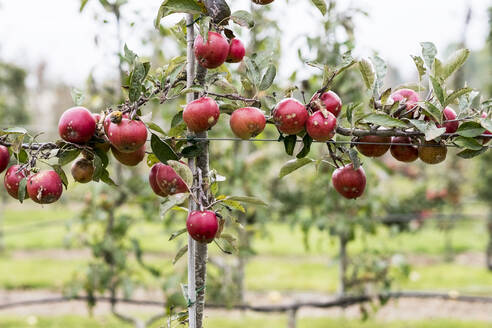 Apfelbäume in einem Bio-Obstgarten im Herbst, rote Früchte an den Ästen der Spalierobstbäume. - MINF11378