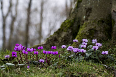 Ein Garten im Winter, kleine blühende Alpenveilchen unter einem Baum. - MINF11386