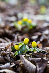 A garden in winter, small yellow aconites flowering in the bark and fallen leaves - MINF11388